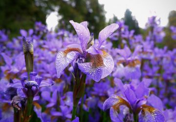 Sève Miracle - Le Sérum